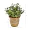 10" Eucalyptus & Sedum Succulent Plant in Ceramic Planter